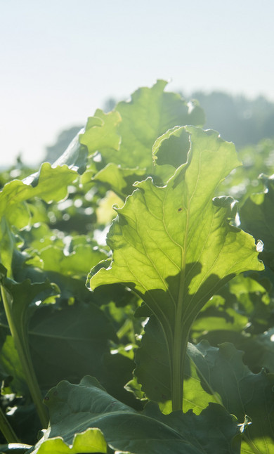 GUT ROSENKRANTZ HANDELSGESELLSCHAFT - Ihr zuverlssiger Partner fr  Naturprodukte und Bio-Rohstoffe