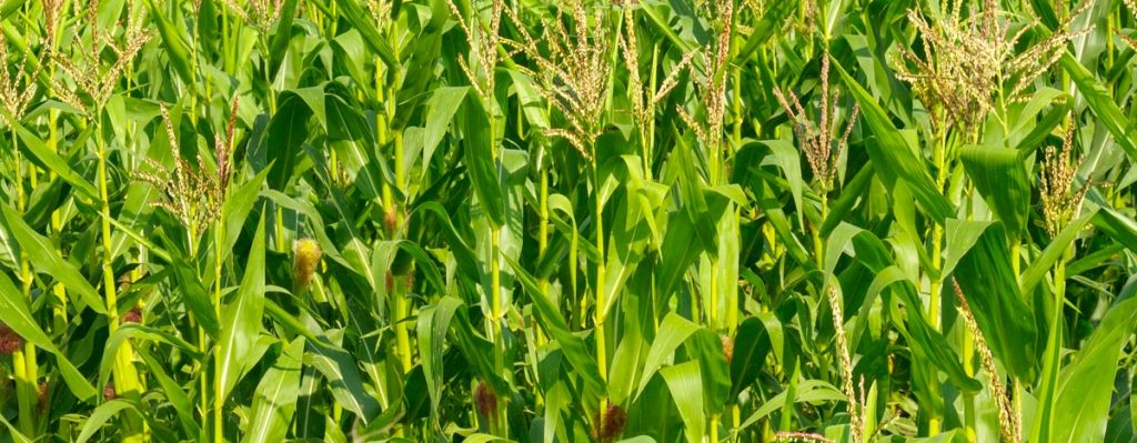 Agro Power Dngemittel GmbH - Ihre zuverlssige Partner fr hochwertige  Dngemittel