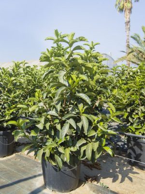 BAUMSCHULE HORSTMANN GMBH & CO. KG in Schenefeld, Getreide, Gemse, Wurzeln  und essbare Knollen, Gartenbau und Grtnereien - Produkte, Pflanzen auf  europages