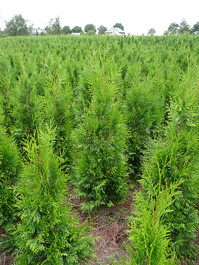 thuja smaragd hornbach Thuja Smaragd kaufen main image 1