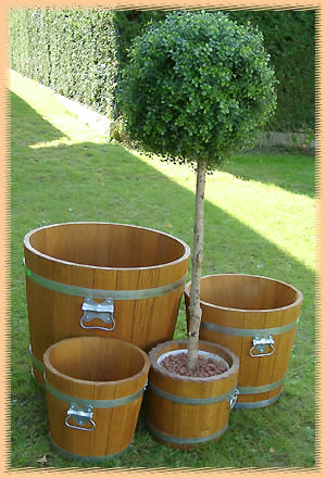 thuja 1.50 m North Pole Arborvitae (Thuja), Pick Your Mix Quart / Ships Now main image 0