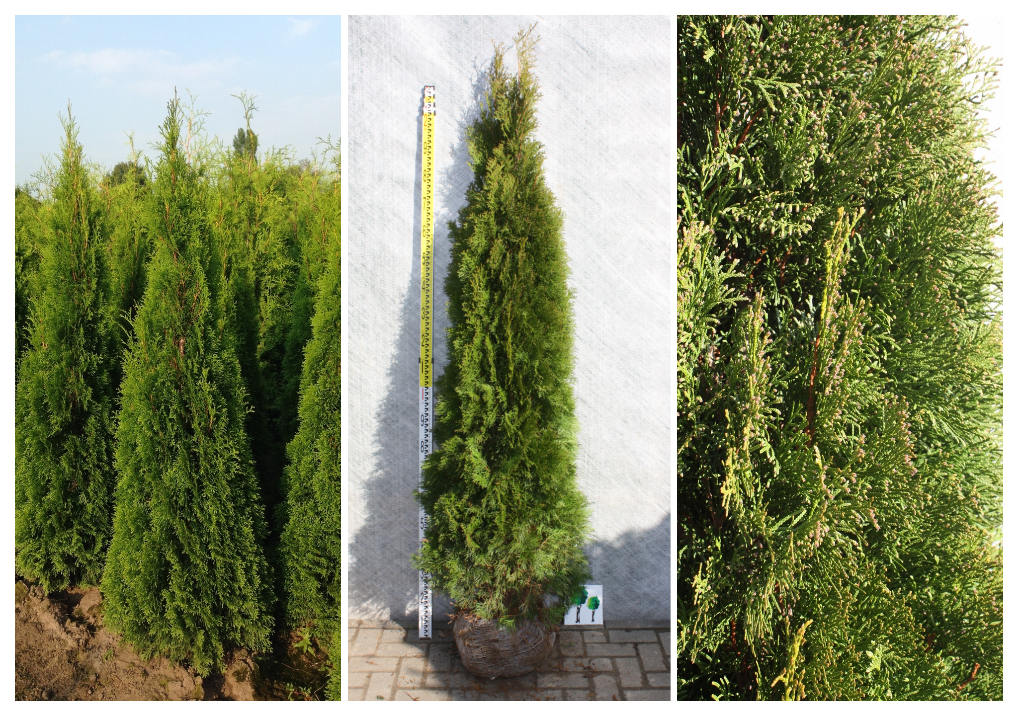 Thuja Formschnitt Kaufen  Hochwertige B2B-Produkte | wlw