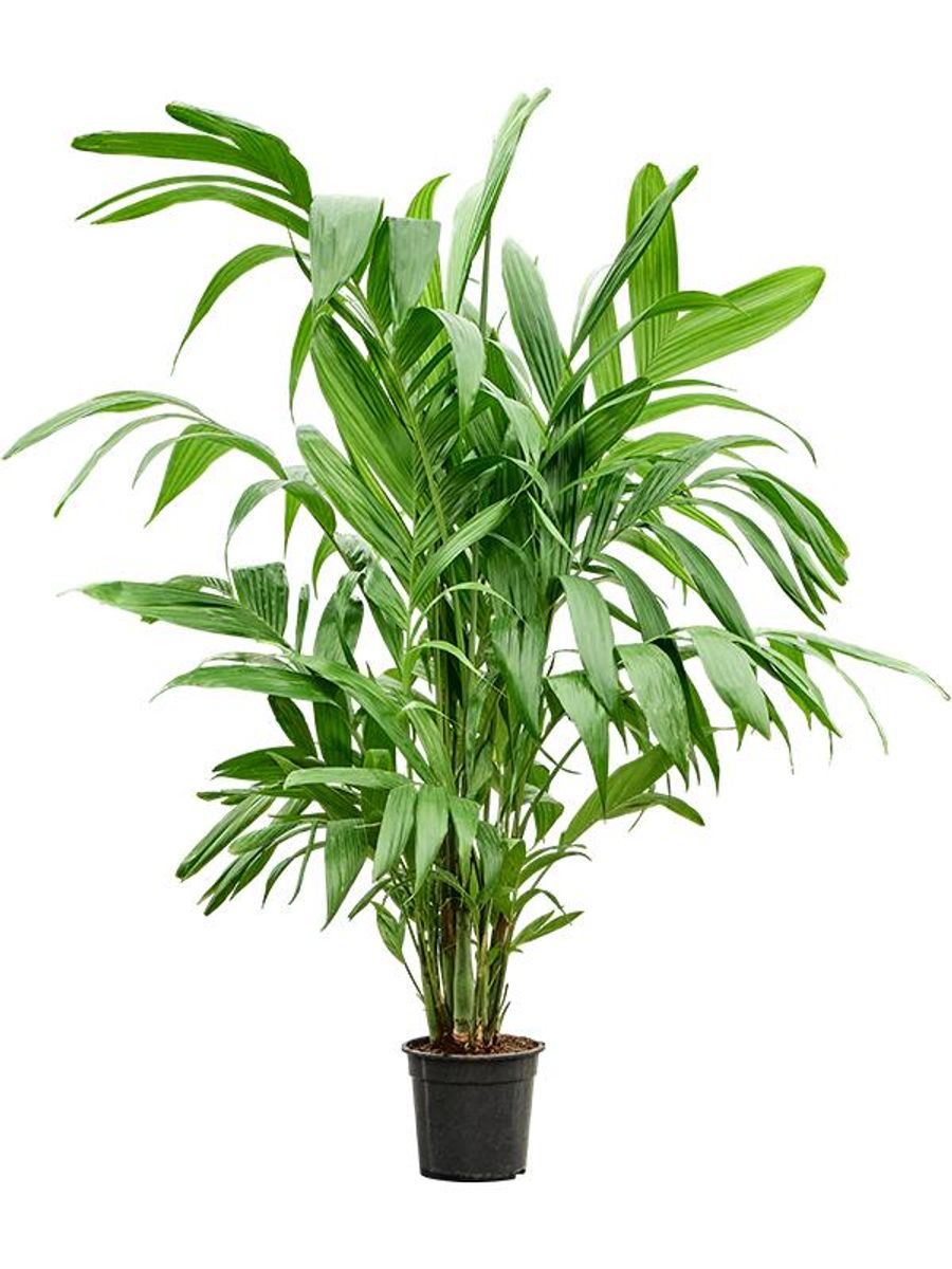 künstliche bäume 2 meter Künstliche Dracaena Drachenbaum-Palme 2,20 Meter – Sunrise