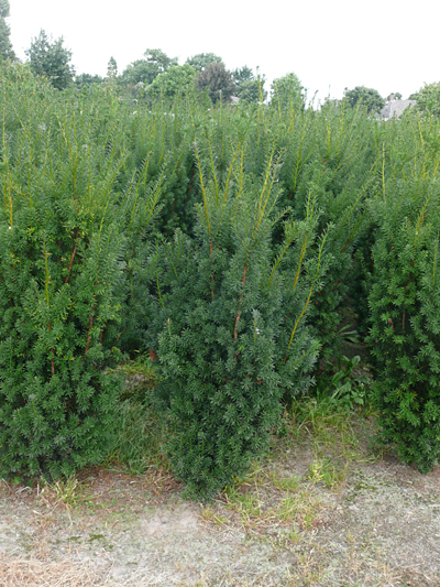 große zimmerpflanze Epipremnum Efeutute am Moosstab ca 160 cm große Zimmerpflanze Rankpfla –  Blumen-Senf® main image 0