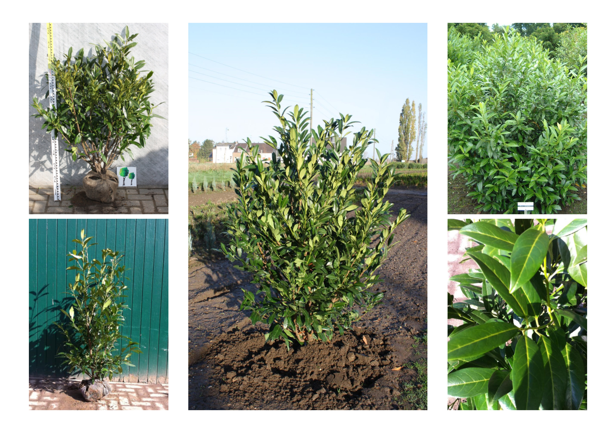 Portugiesischer Kirschlorbeer  Prunus Lusitanica Angustifolia in Lingen |  wlw.de
