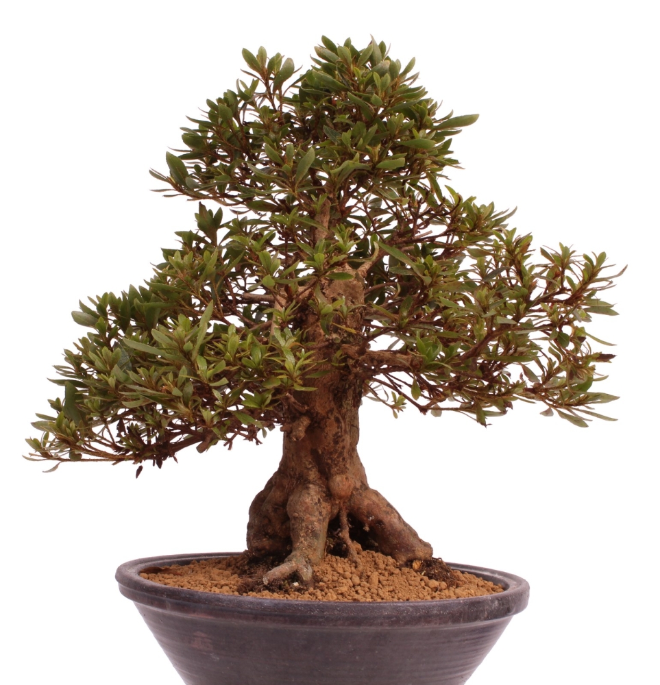 Bonsai Bume Hersteller, Lieferanten & Unternehmen