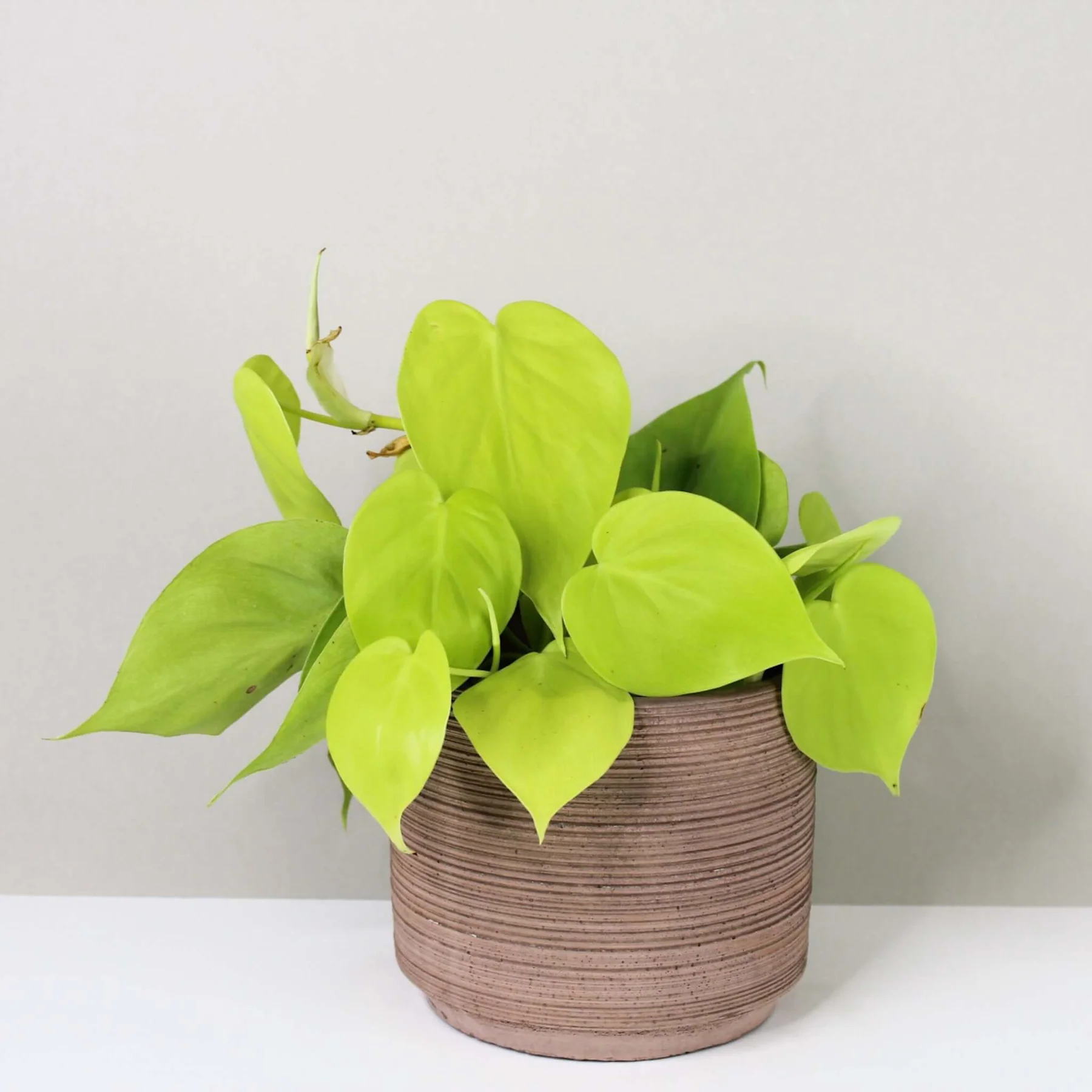 philodendron online Philodendron Snow Drift'