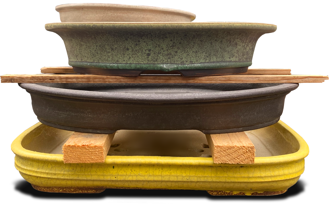 bonsai inflorit Mini Bonsai Starter Kit main image 0