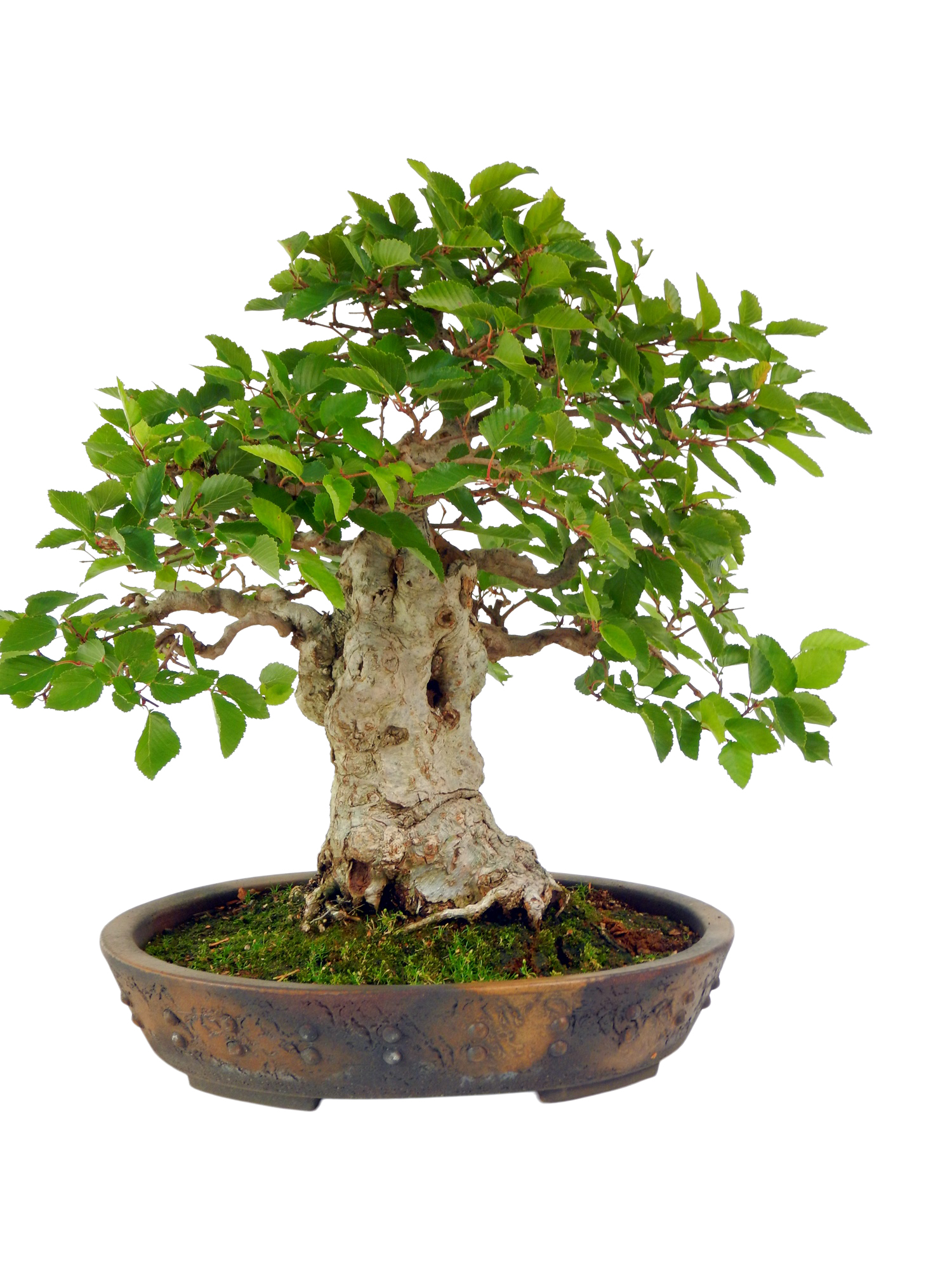 bonsai baum kaufen  100 geprfte Lsungen | wlw