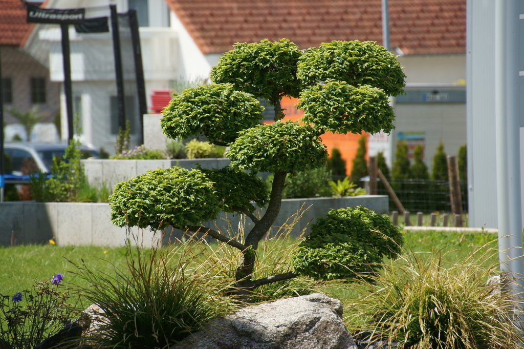 Thuja Formschnitt Kaufen  Hochwertige B2B-Produkte | wlw