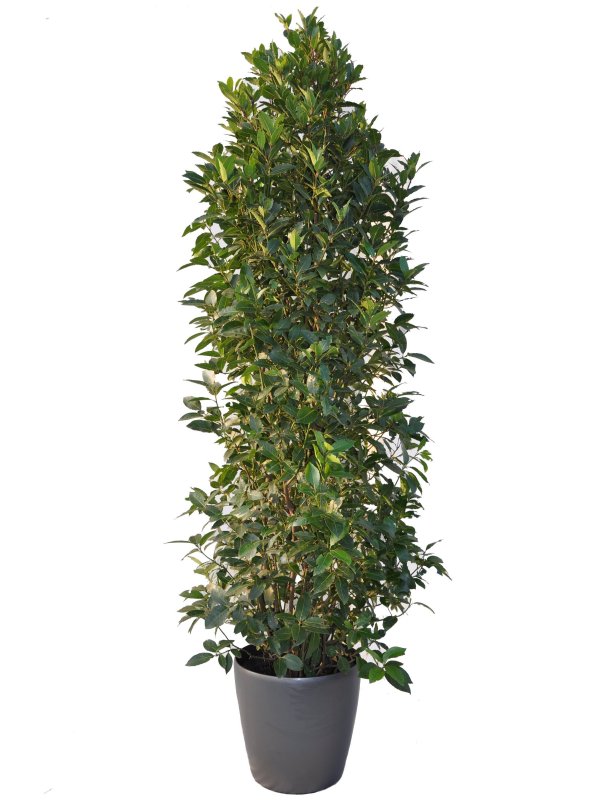 stephanotis winterhart Stephanotis floribunda main image 1