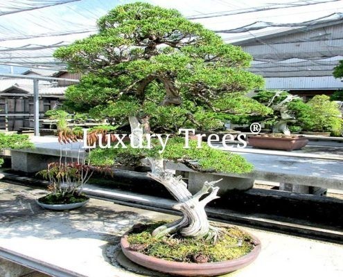 bonsai baum kaufen  100 geprfte Lsungen | wlw