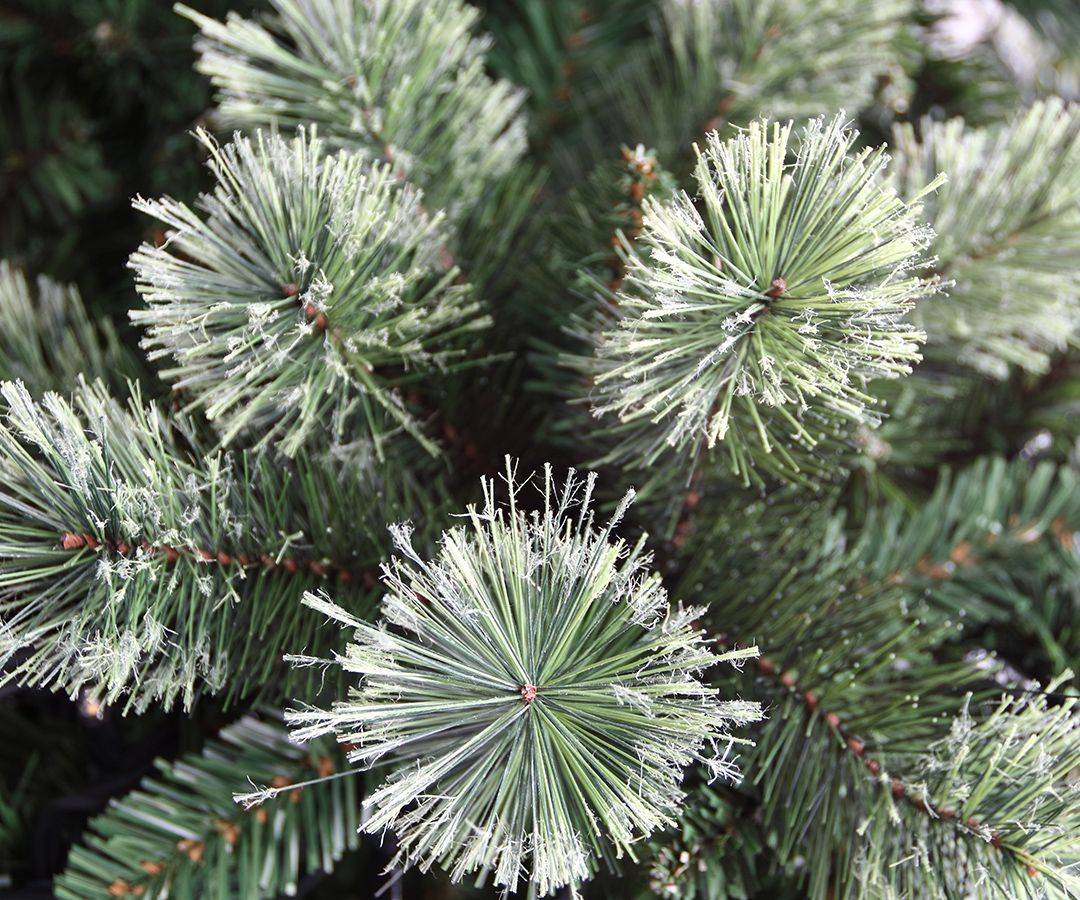 Baum im Raum-Berde Plants: Innovative Deko-Lsungen fr Ihr Unternehmen