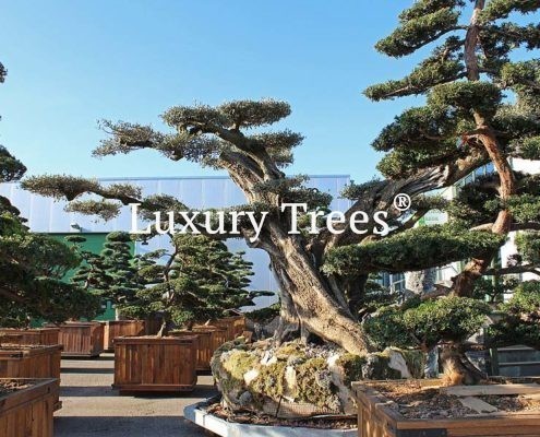 Bonsai Bume Hersteller, Lieferanten & Unternehmen