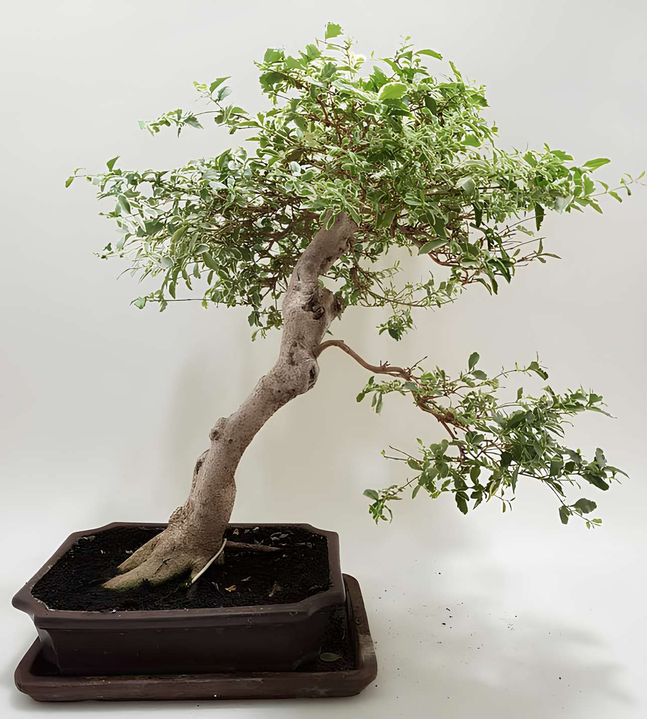 Bonsai Knstlich  100+ Hochwertige Lsungen | wlw