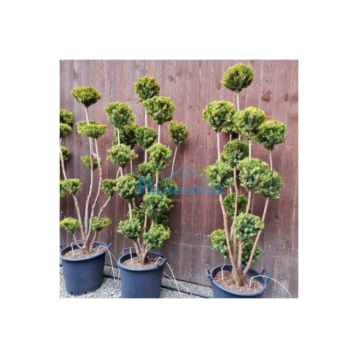 Bonsai Bume Hersteller, Lieferanten & Unternehmen