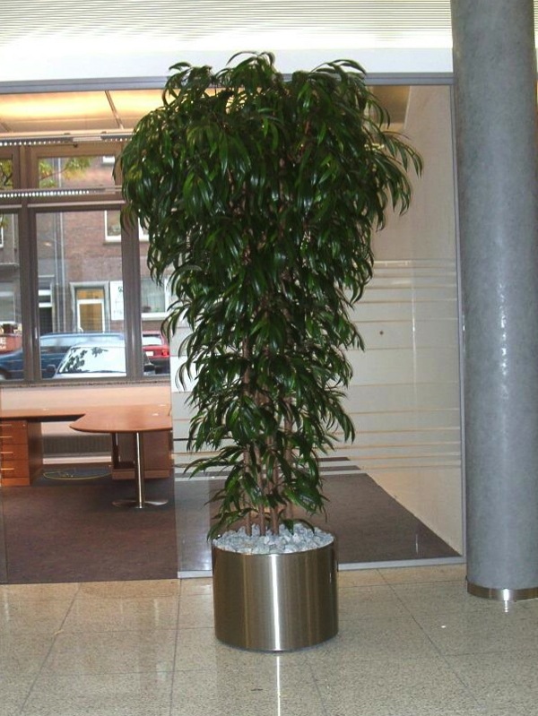 knstlicher moschusduft Moschus