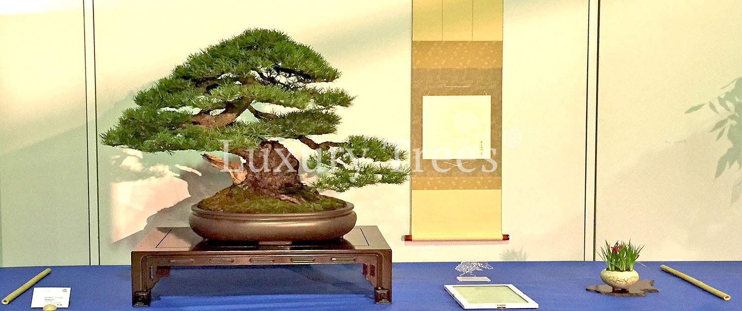 bonsai baum kaufen  100 geprfte Lsungen | wlw
