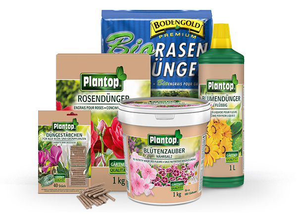 feldahorn düngen Feldahorn - Acer campestre