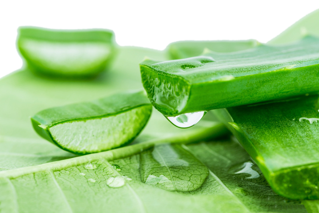 wo kann ich aloe vera pflanze kaufen Aloe vera (Echte Aloe) kaufen