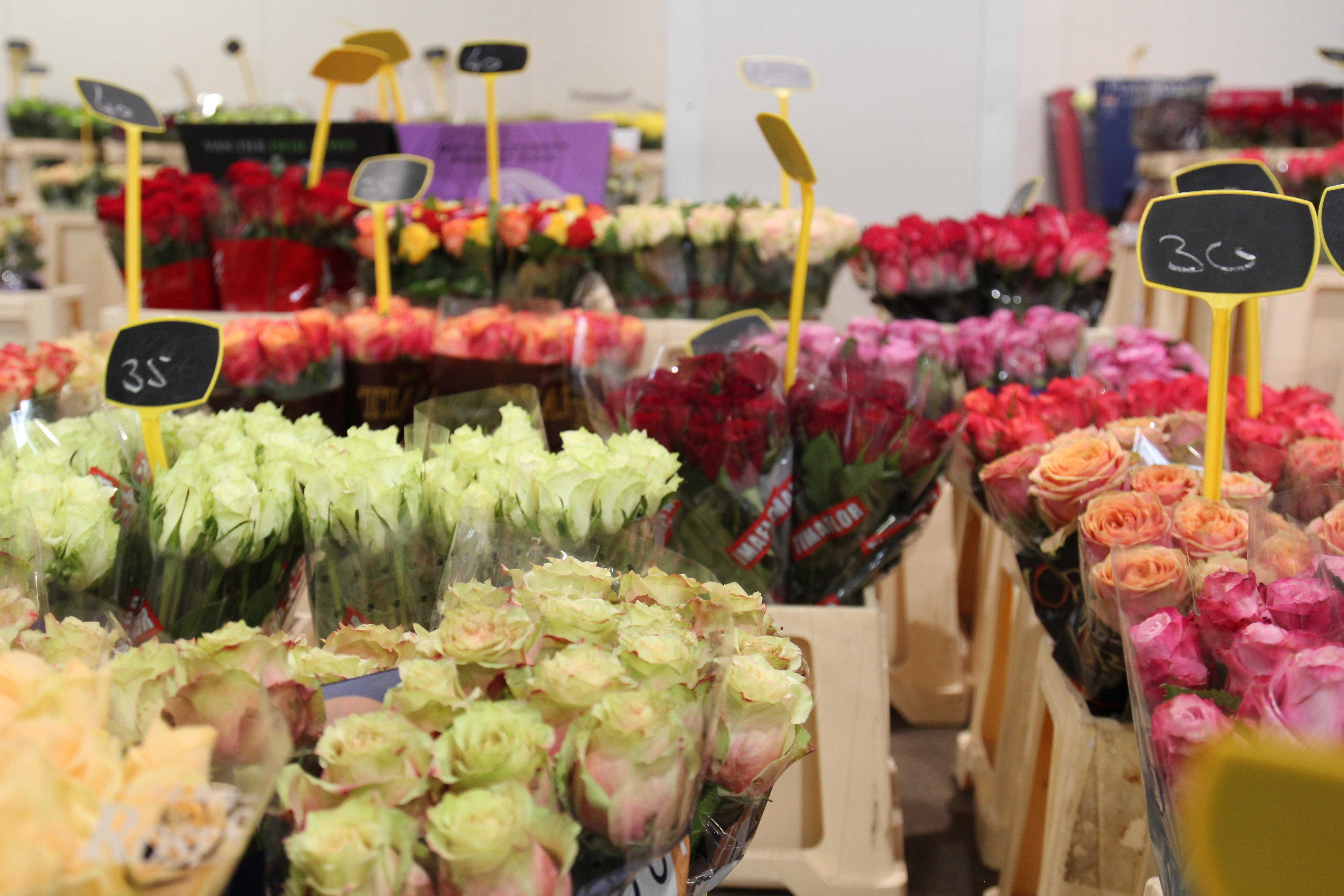 Schnittblumen Grohndler und Lieferanten