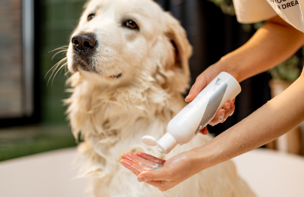 hundebett grün Hundebett mit Seitenwand Karo Grün – Fairknäuel
