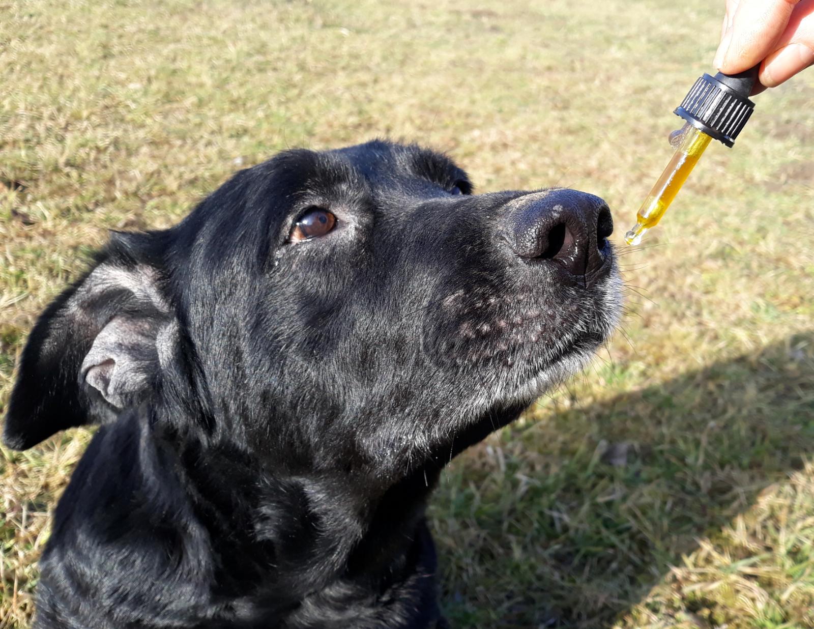 deuka hundefutter Deuka Dog Sensikost