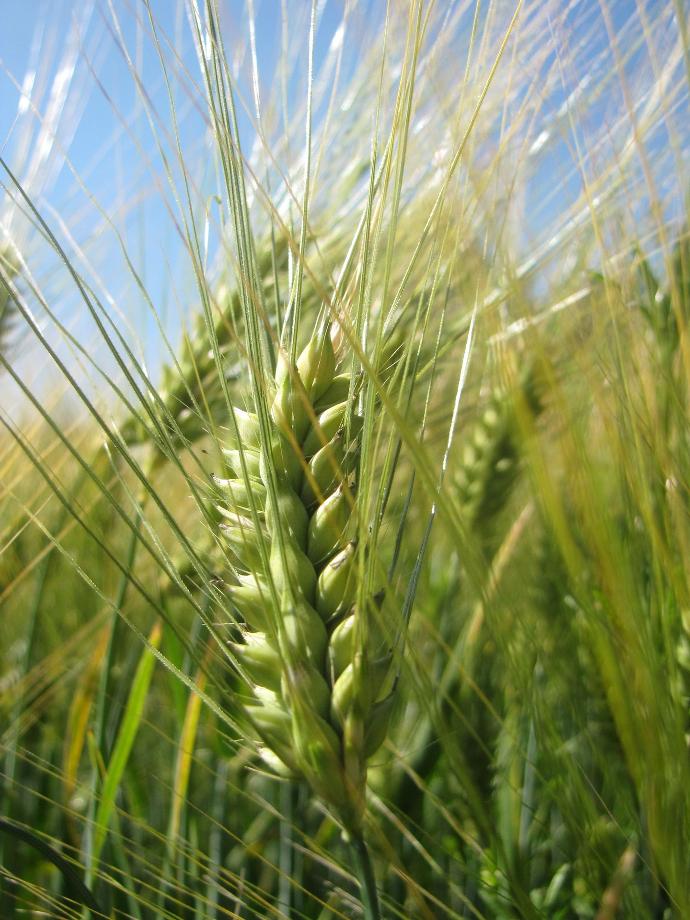pfingstrosen düngen wann Purgrün Pfingstrosen-Dünger 1 Liter main image 0
